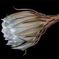 Desert Beauty - Fine Art Prints