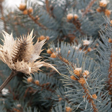 Nature inspiration for design, color
