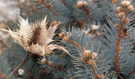 Inspiring Winter Scenes From the Denver Botanic Gardens