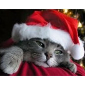 Yannick Shaver's photo
