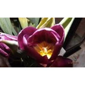 Dee Williams's photo