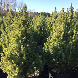Current Featured Plants - Products