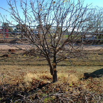 Fruit Trees