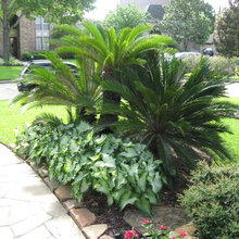 Yard Plants