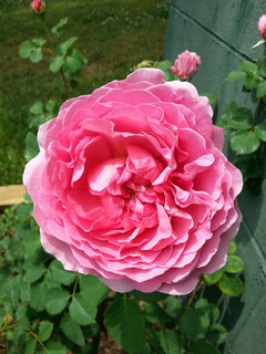 Edmunds' Roses | Houzz Forum