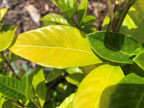 Gardenia Leaves Turning Yellow Iron Deficiency Or Lack Of Water