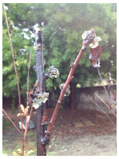 Why Is My Plum Tree Leaking Sap at Michelle Colbert blog