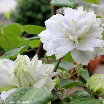 'Diamond Ball' Clematis