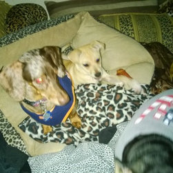 Pet care pics - Products