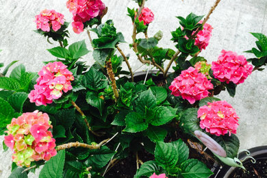 Inspiration for a landscaping in Miami.
