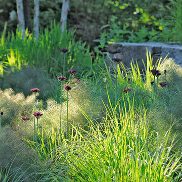 Neighbor's Pool and Rain Garden