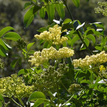 blue elderberry