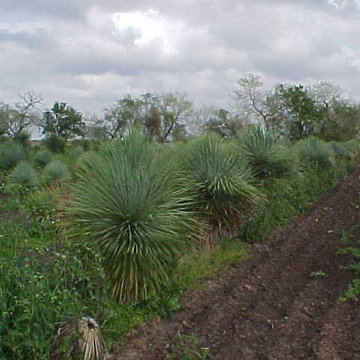 Sam's texas Grown Plants & Sam's Ground Cover