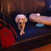 Michelles Petsittings foto