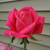 Sheri Elmore's photo