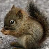 Crazy Squirrel's photo