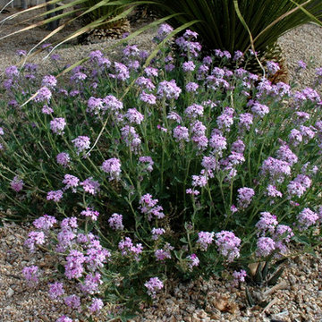 Southwestern Plants