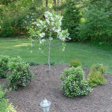 Dogwood was replaced with a native Fringe tree.