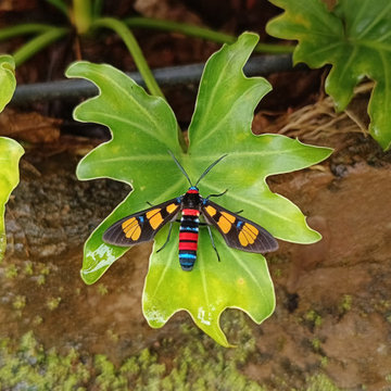 Butterfly Garden Expert in Kerala | Nellickal Nursery® by Anish Nellickal