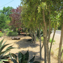 front yard