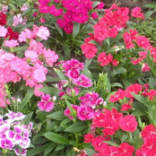 Kathy Sonomo's photo