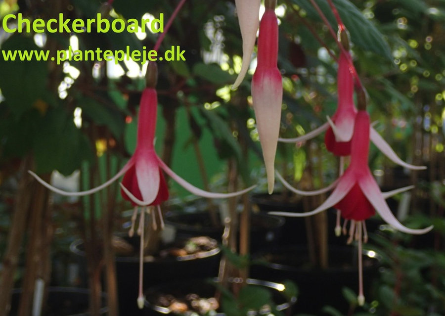 Fuchsia liste 2020 (her ses fotos af en mindre del af de fuchsia vi producere)
