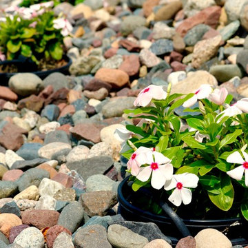 Softscape (Flowers, Flower beds and more)