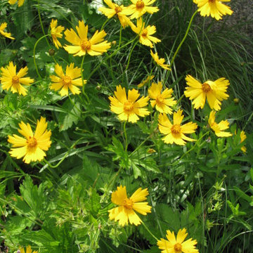 Native Perennial Border