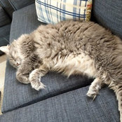 Tom Sullivan's photo
