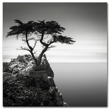 'The Lone Cypress' Canvas Art by Dave MacVicar