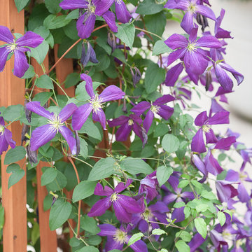 Happy Jack™ Purple Clematis