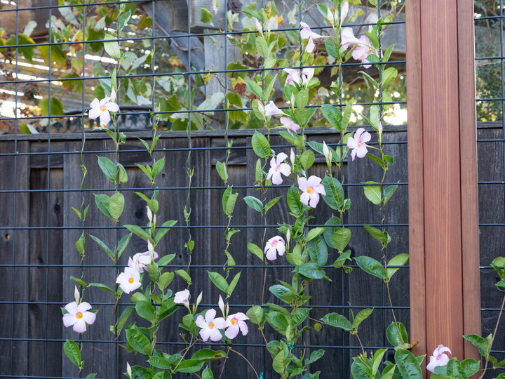 Landscape - Flower Bed