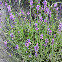 drought tolerant plants