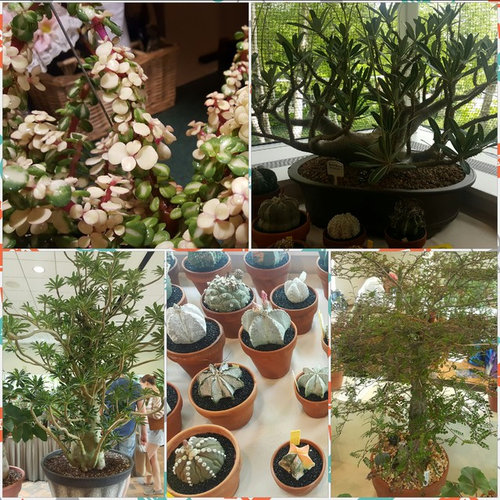 Cacti and Succulent show