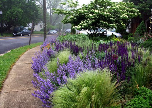 Mexican Feather Grass Invasive In Southeast 