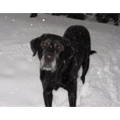 Lisa Corso's photo