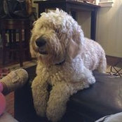 Rufus Vandersmoot's photo
