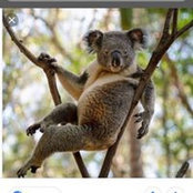 Koala Bear's photo
