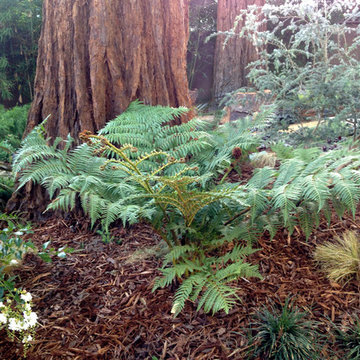 Woodland Garden- Los Feliz