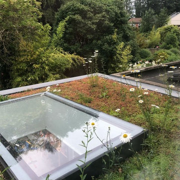 Sedum and wildflower green roof