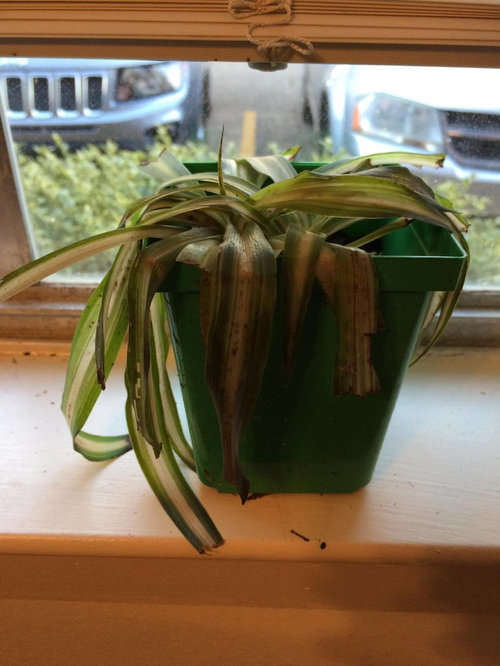 Frosted spider plant!