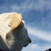 Lorinda Lipsky's photo