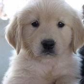Foto von Thor Hinkle