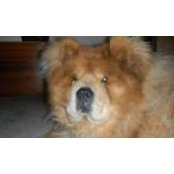 Sue Sestak's photo