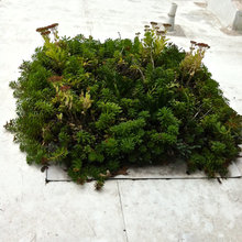 live roof