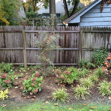 Hydrangea 'Endless Summer' and More