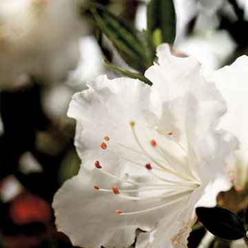 Encore Azalea Autumn Angel™