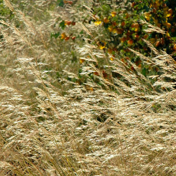 Purple Needle Grass (Stipa pulchra)