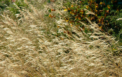 Great Design Plant: Purple Needle Grass, California’s State Grass