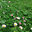 PT Lawn Seed